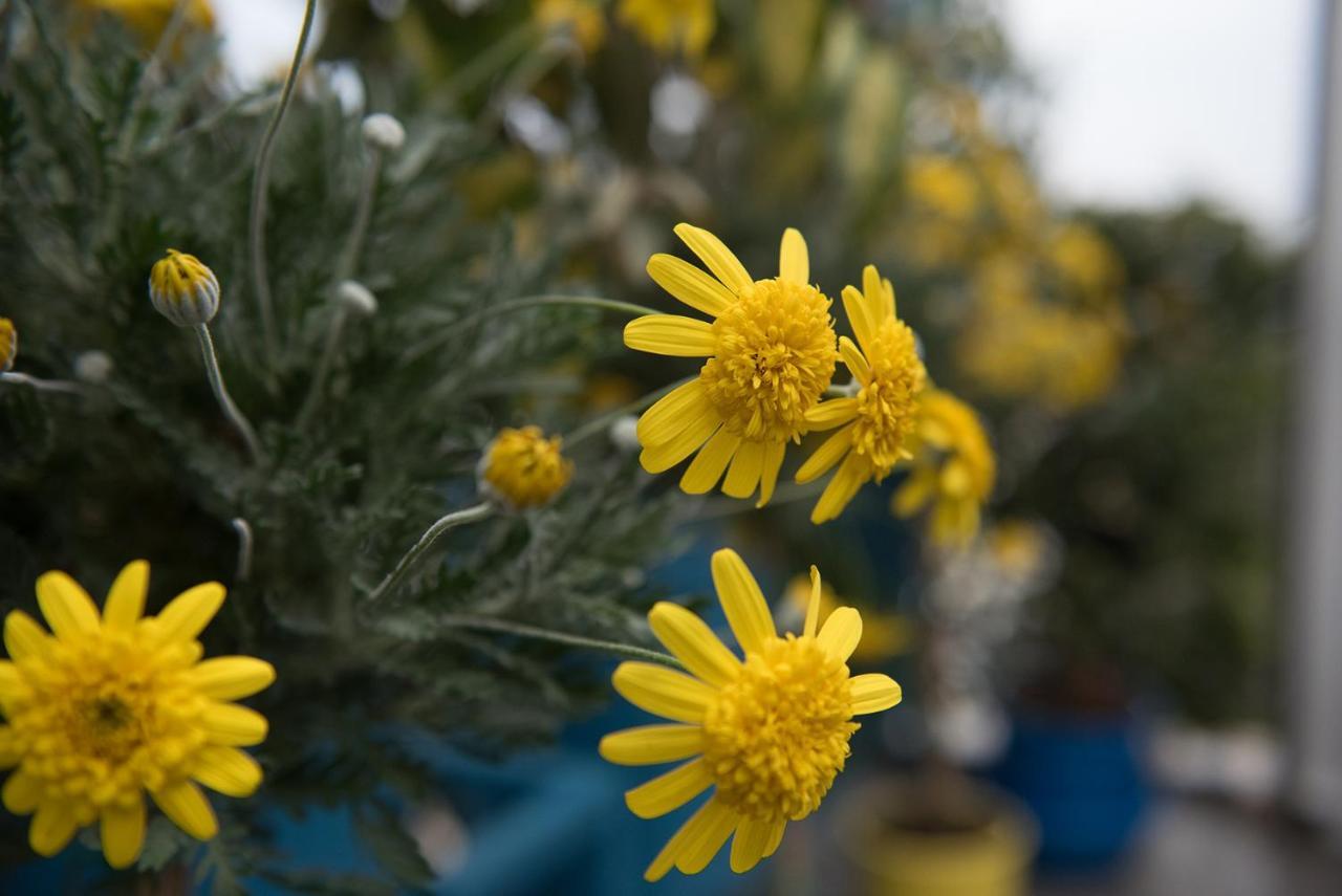 Dandy On The Beach Nea Kallikrateia - Open Up Roof - Down Town Εξωτερικό φωτογραφία